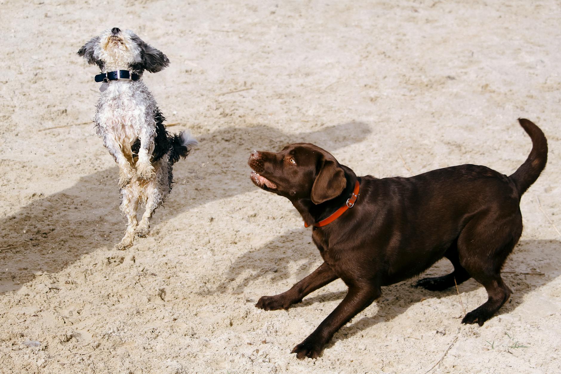 A happy, healthy dog — Pet Longevity Review